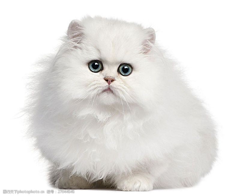 白色小猫可爱波斯猫