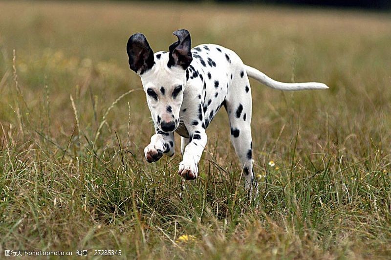 宠物动物名片草地上奔跑的斑点狗