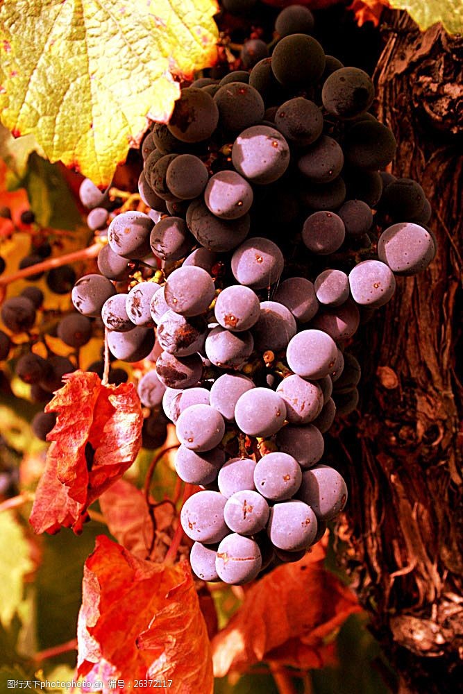 丰收的葡萄园葡萄摄影