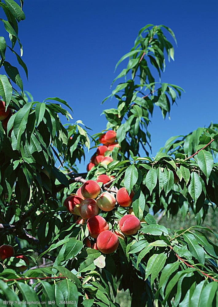 世界美食桃与桃树的摄影图片