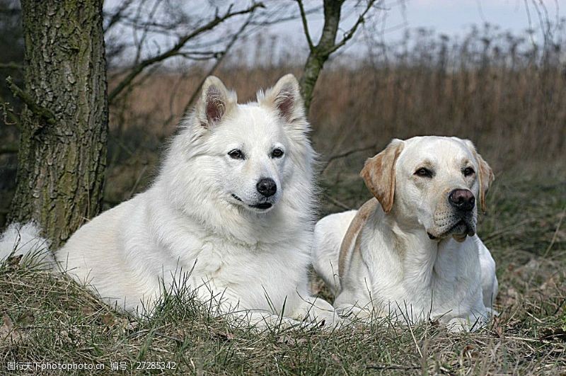宠物动物名片树旁的两只宠物狗