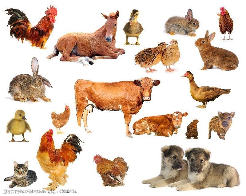 常见动物19种常见家畜家禽动物高清图片