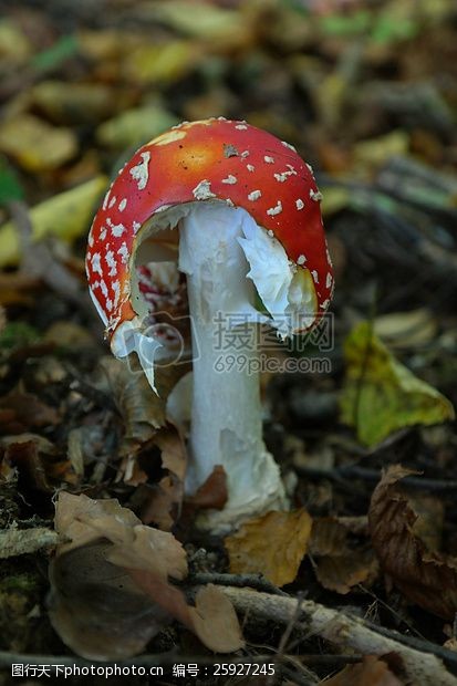 丛飞草丛中的蘑菇
