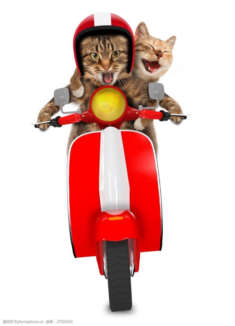 小猫骑车创意骑摩托车猫咪