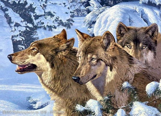 三匹狼图片免费下载 三匹狼素材 三匹狼模板 图行天下素材网