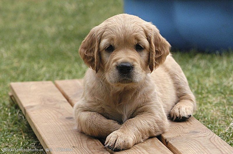 宠物名片趴在木板上的小狗