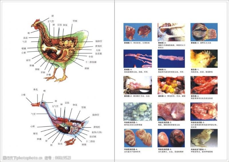 内脏禽用兽用图谱海报