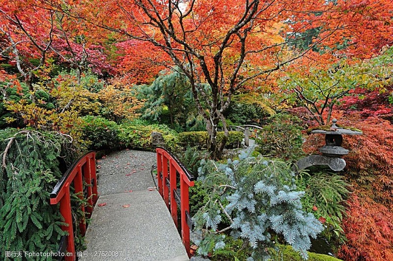 日本日本枫树秋天枫树林景色
