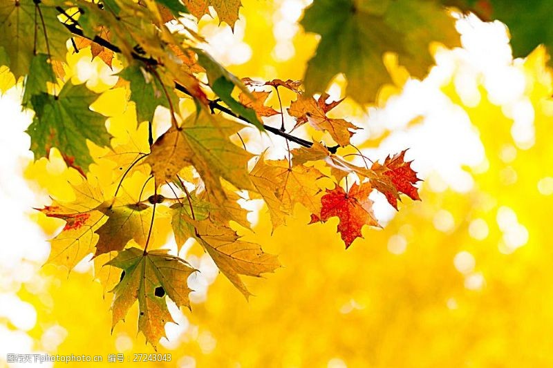 秋季梦幻树叶背景秋天树叶背景