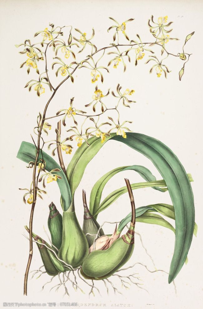 兰花贴图手绘兰花植物图谱花卉图片
