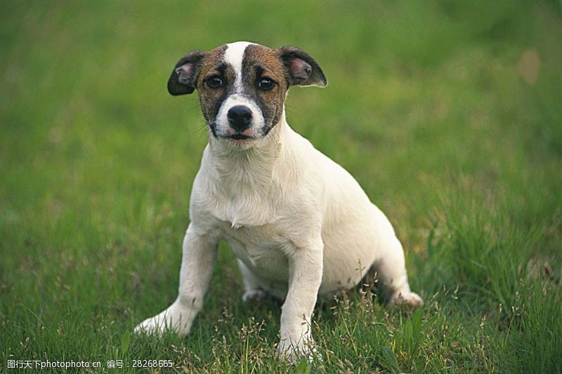 宠物动物名片草地上的小狗
