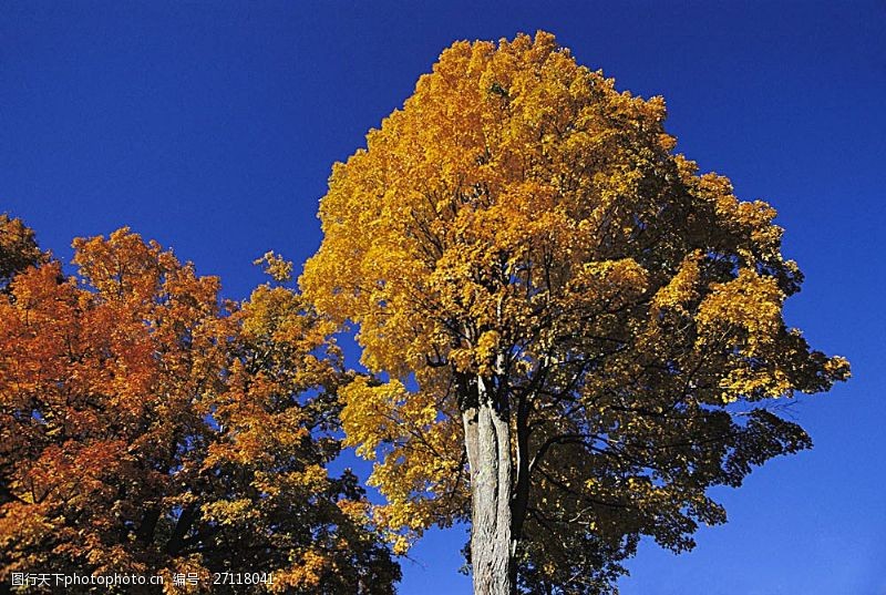 秋天枫林秋天的枫树摄影