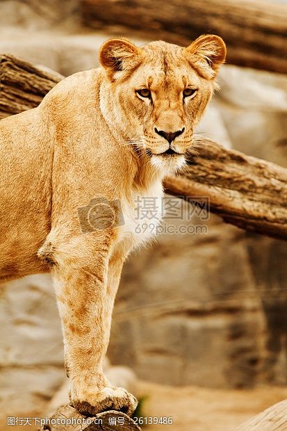 猫眼站立在木桩上的母狮子
