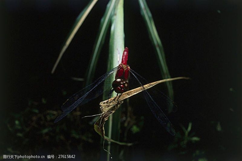 环境日枝叶上的红蜻蜓