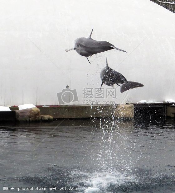海豚飞跃海湾嬉戏的海豚