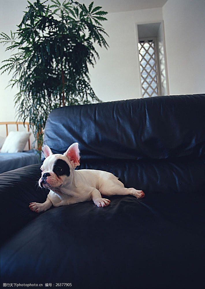 小狗名片趴在沙发上的宠物狗