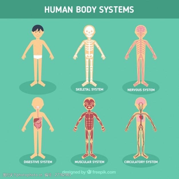 身体器官人体系统