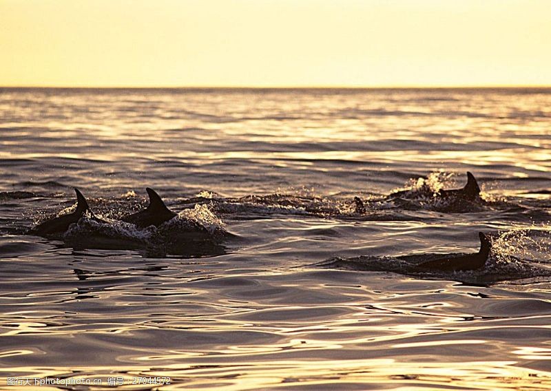 海豚水中生物摄影