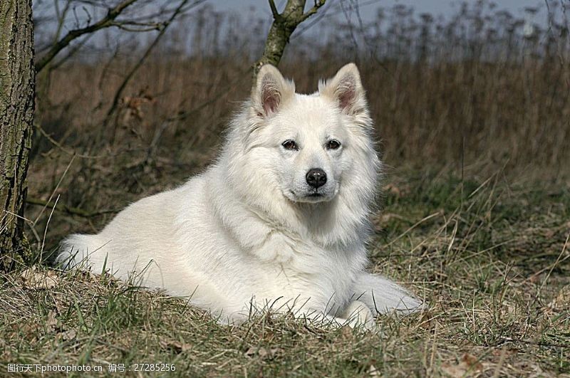 宠物动物名片白色狗狗
