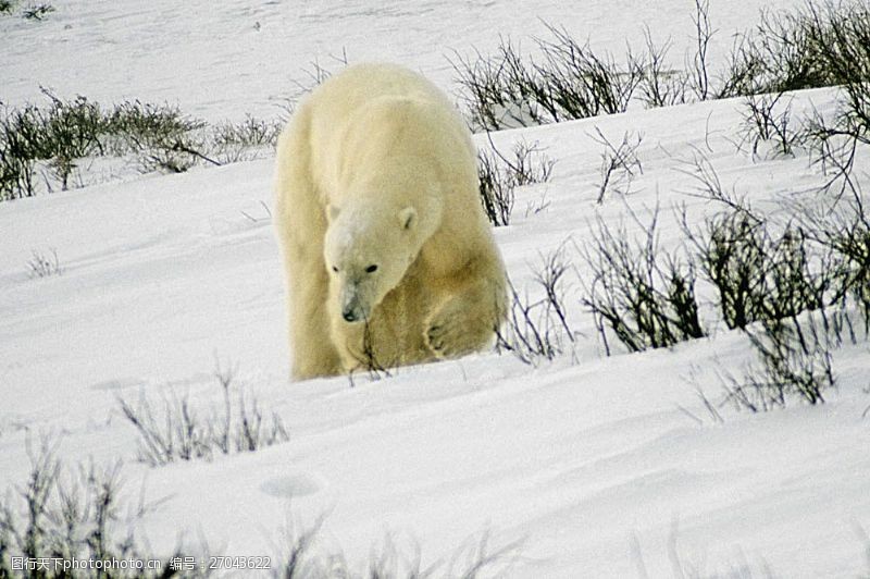 气候北极熊写真图片素材