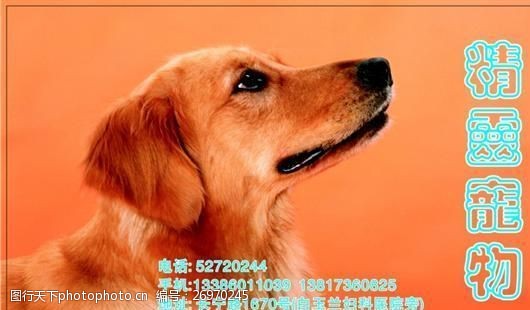 宠物名片宠物类名片模板CDR4457