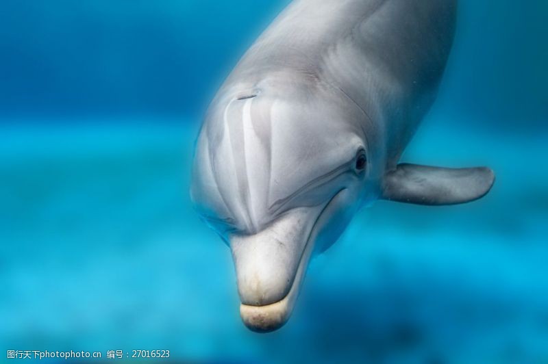可爱的海豚动物高清图片