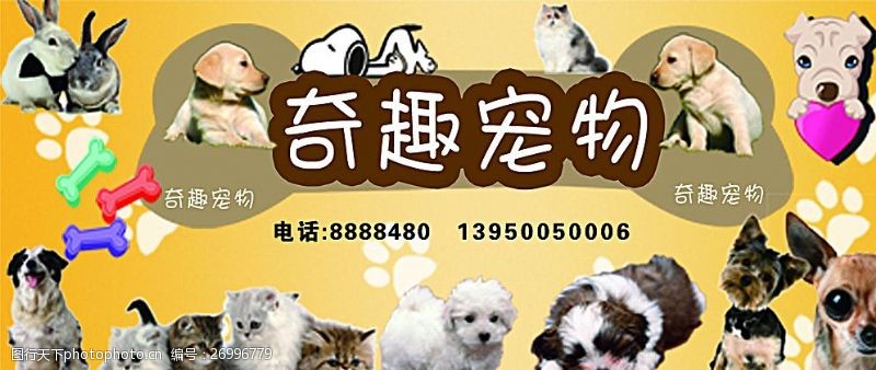 狗粮名片时尚宠物宠物海报宠物医院图片
