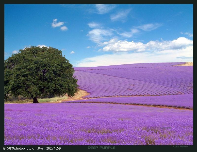 紫色天空唯美薰衣草