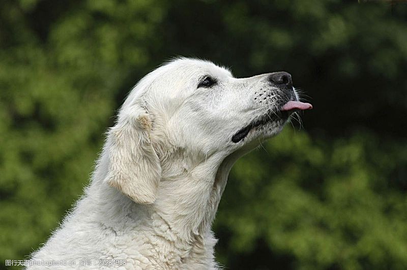 宠物名片伸着舌头的白色宠物狗