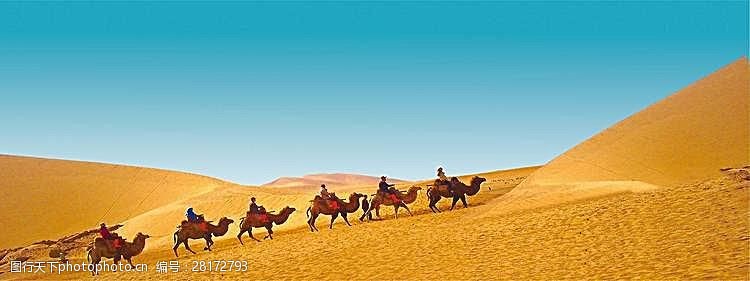 沙漠骆驼banne