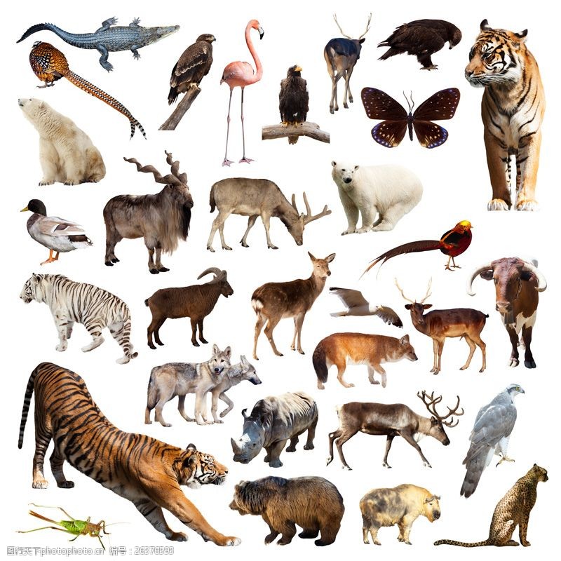 白狼31种野生动物昆虫飞禽高清图片