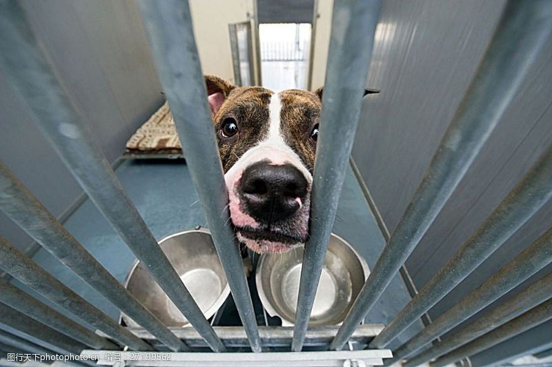 笼子里伸出头的狗图片免费下载_笼子里伸出头的狗素材_笼子里伸出头的狗模板图行天下素材网