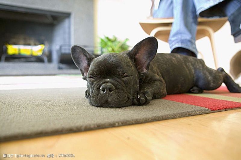 宠物名片趴在地毯上的小狗