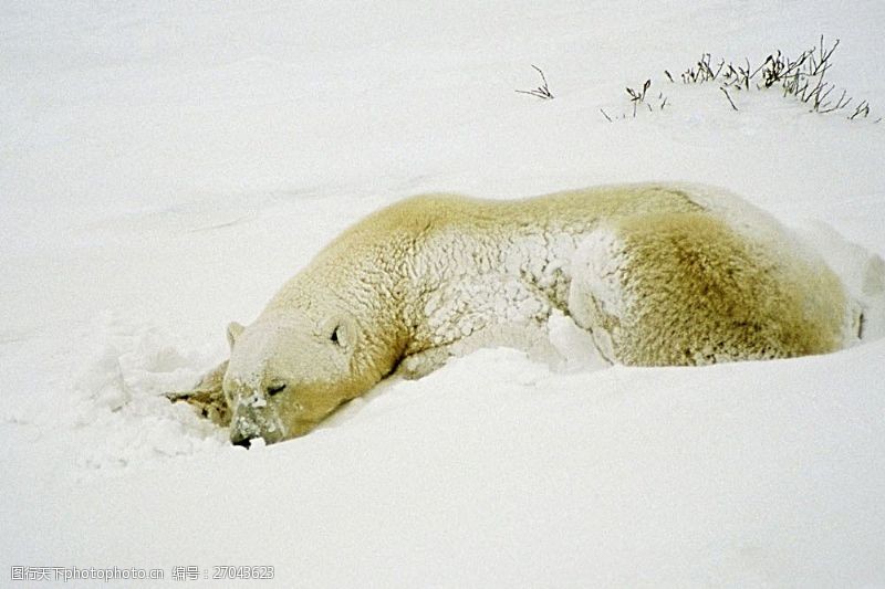 气候雪地里的北极熊图片