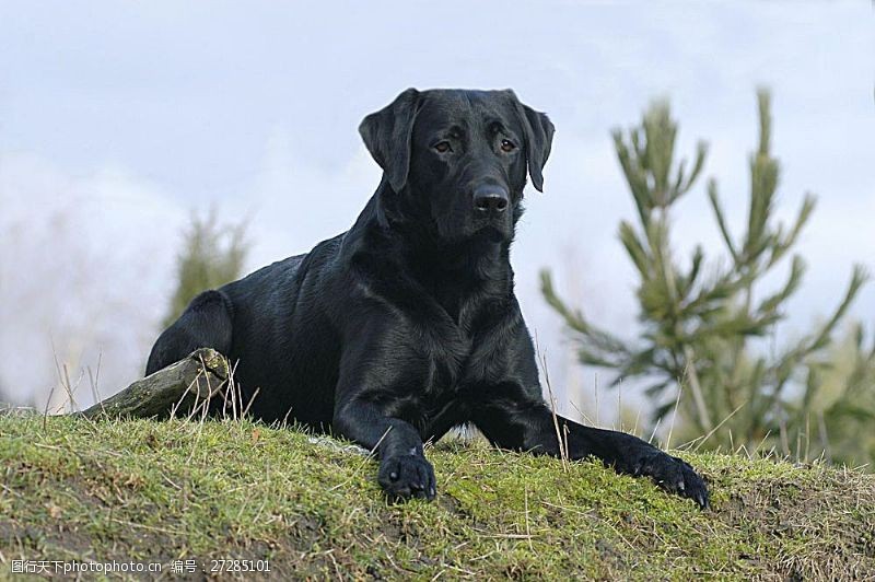 宠物动物名片趴在草坡上的黑狗
