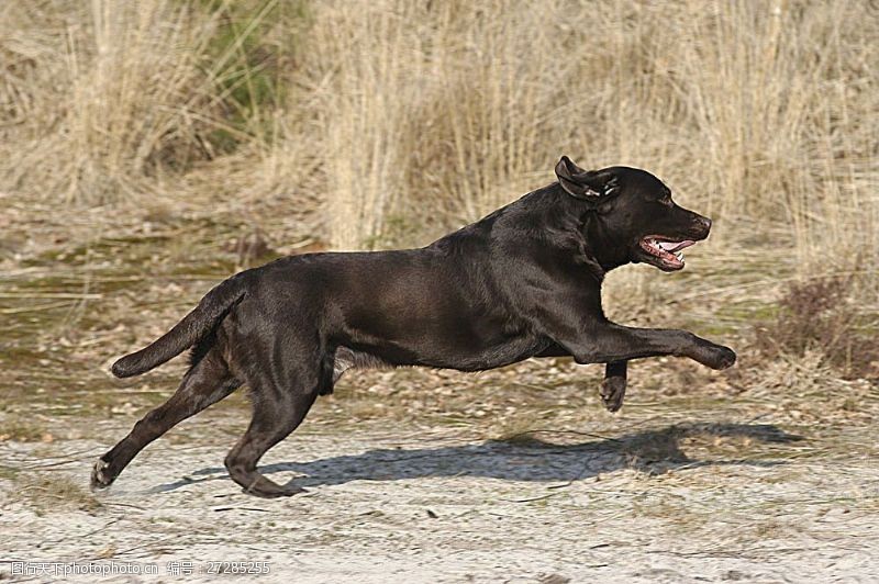 宠物动物名片奔跑的黑狗
