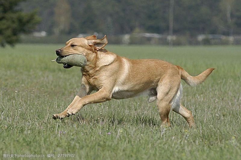 动物名片草地上奔跑的狗