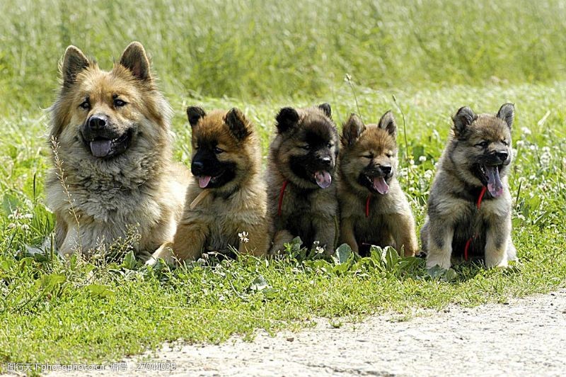 宠物名片草地上一排狗