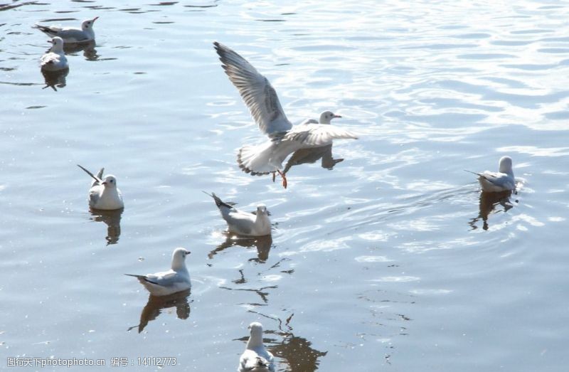 水中游弋波光中飞翔戏水的海鸥图片