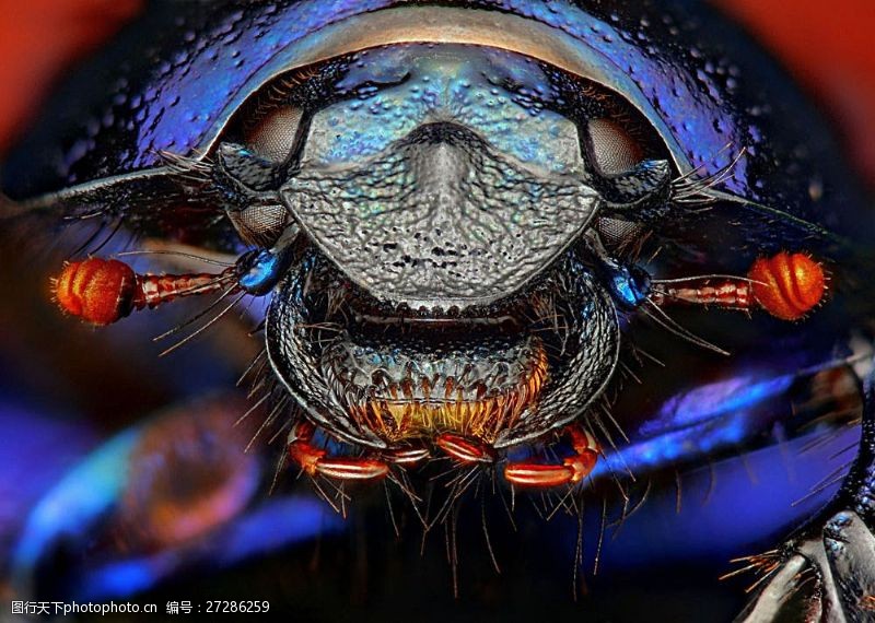 微生物甲壳虫微距摄影