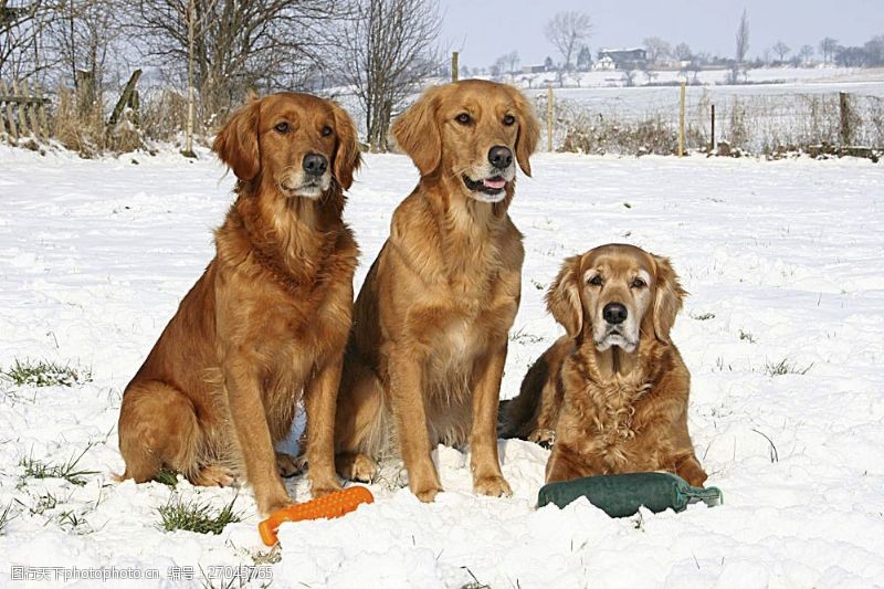 宠物名片雪地上的三只宠物狗