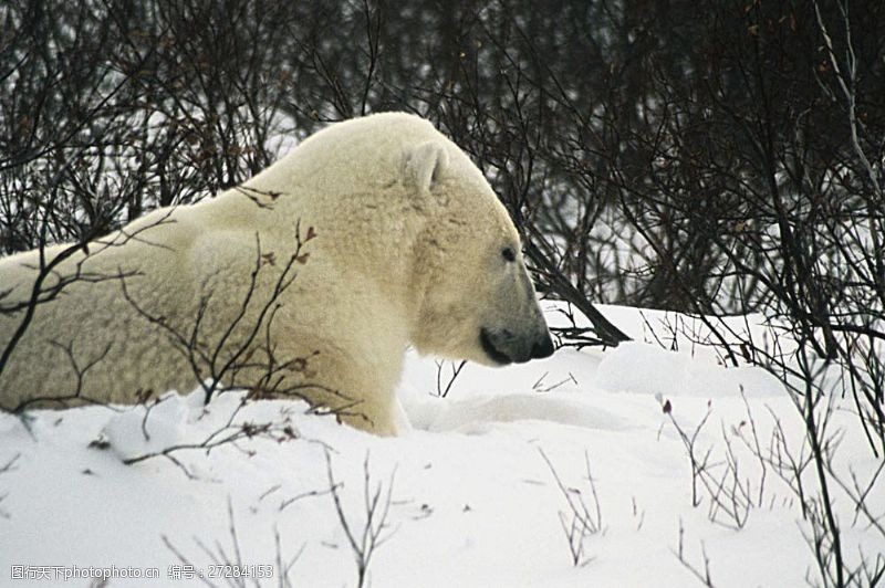 气候北极熊特写图片素材