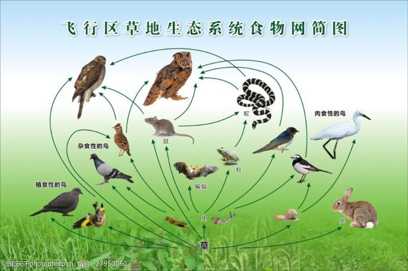 各种色系飞行区草地生态系统食物网简图