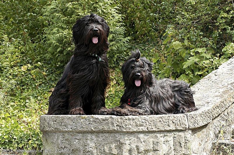 宠物动物名片石板上的两只宠物狗