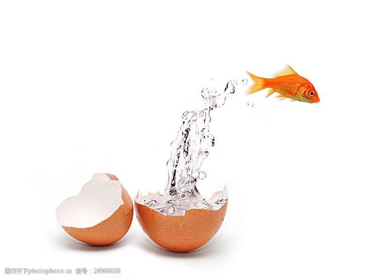 金蛋从鸡蛋中游出来的金鱼