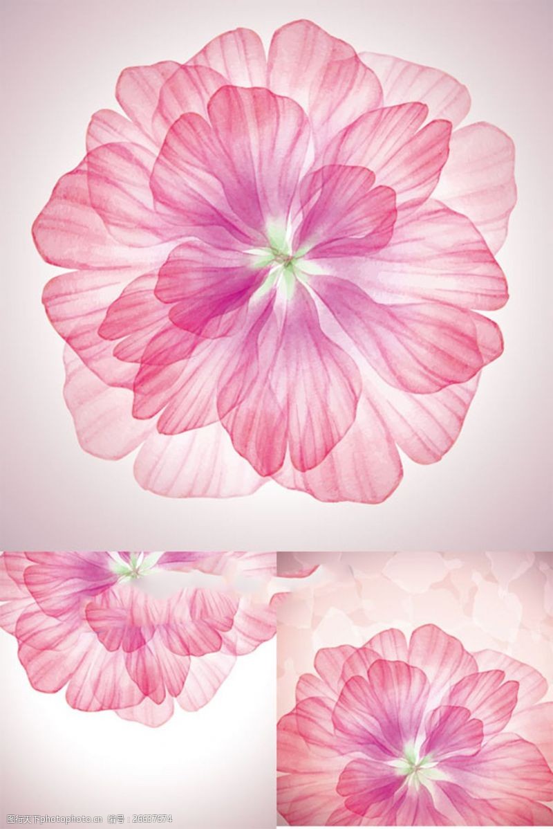 精美花瓣透明花瓣图片免费下载 精美花瓣透明花瓣素材 精美花瓣透明花瓣模板 图行天下素材网