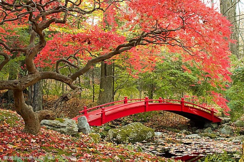 日本日本枫树秋天枫树拱桥风景