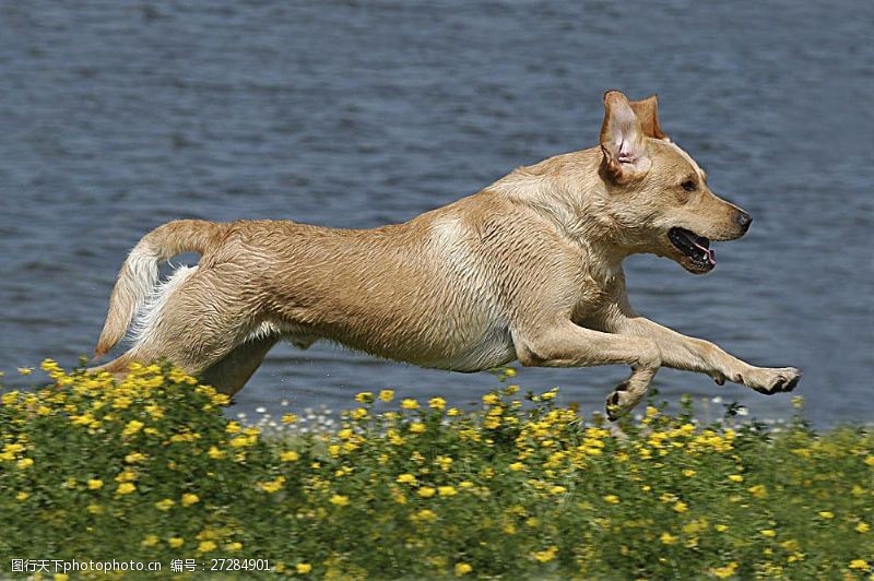 宠物名片河边奔跑的狗