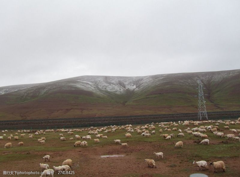 青山羊青藏高原的羊群图片
