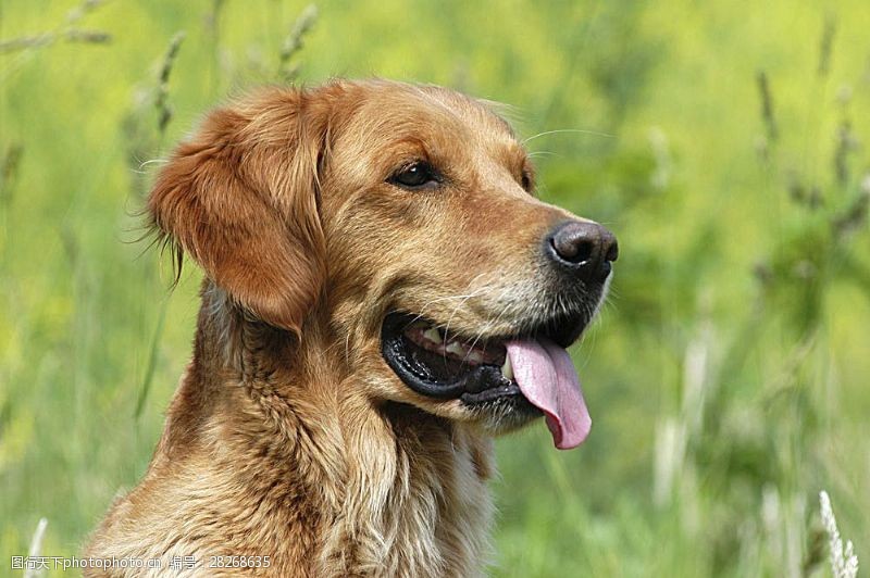 宠物动物名片伸着舌头的狗狗特写